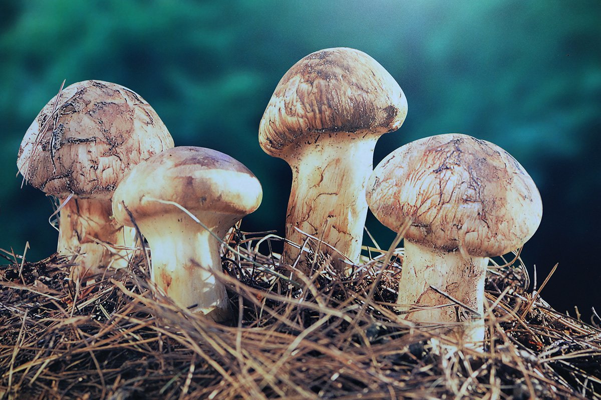 백두대간자연송이(500g/박스) - 이마트몰, 당신과 가장 가까운 이마트 백두대간자연송이(500g/박스)