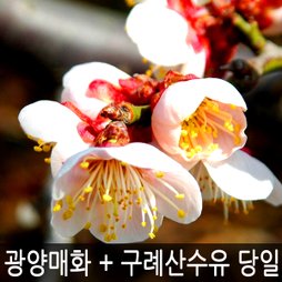 전남 광양매화축제+구례산수유꽃축제 당일여행 / 2016 봄꽃여행/봄여행/섬진강매화축제