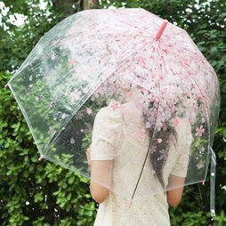 체리블라썸 돔모양 투명우산 / 벚꽃 장우산