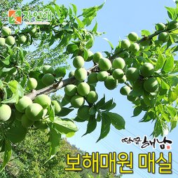 [예약판매] 보해매원 청매실10kg (등급선택가능) 5월27일이후 순차배송