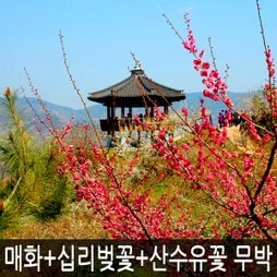 전남 광양매화축제+하동 화개장터/쌍계사십리벚꽃+구례산수유꽃축제 무박여행 / 2016 봄꽃여행/봄여행