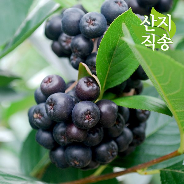 [국내산] 2017년 아로니아 (블랙초크베리) 생과 5kg - 이마트몰, 당신과 가장 가까운 이마트