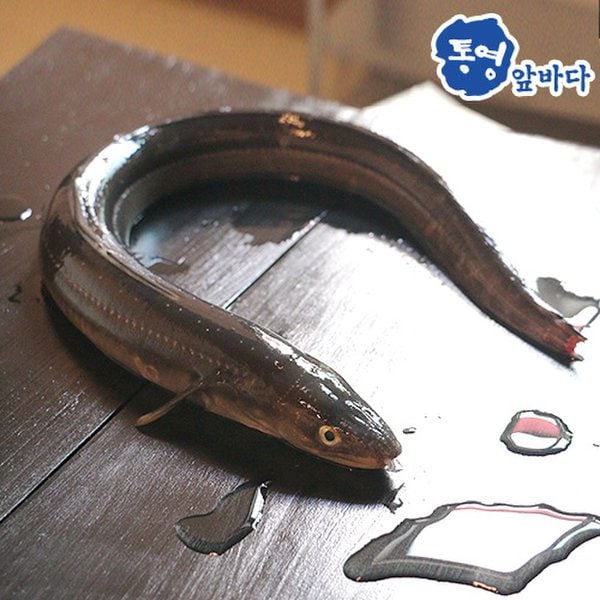 [통영앞바다]손질한 통영 바다장어-대장어/1kg(2~4마리) - 이마트몰... 가장 가까운 이마트 [통영앞바다]손질한 통영 바다장어-대장어/1kg(2~4마리)
