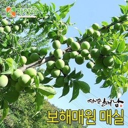 [예약판매] 보해매원 청매실10kg[왕특:32mm이상/장아찌용] 6월5일이후 순차배송