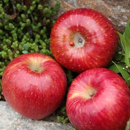 [사과 앙상블] 큰 사과 2.5kg(6~8개입) + 한입사과 2.5kg (12~14개입)