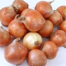 양파/마늘/파